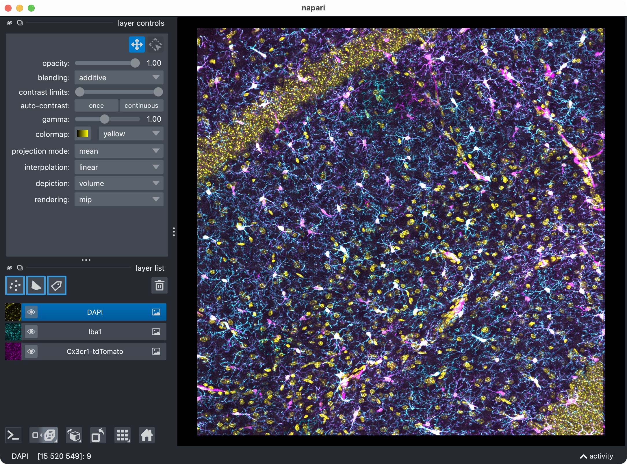 3D multi-channel image stack of hippocampal CA1 tissue, showing microglia, Iba1, and DAPI channels in napari.