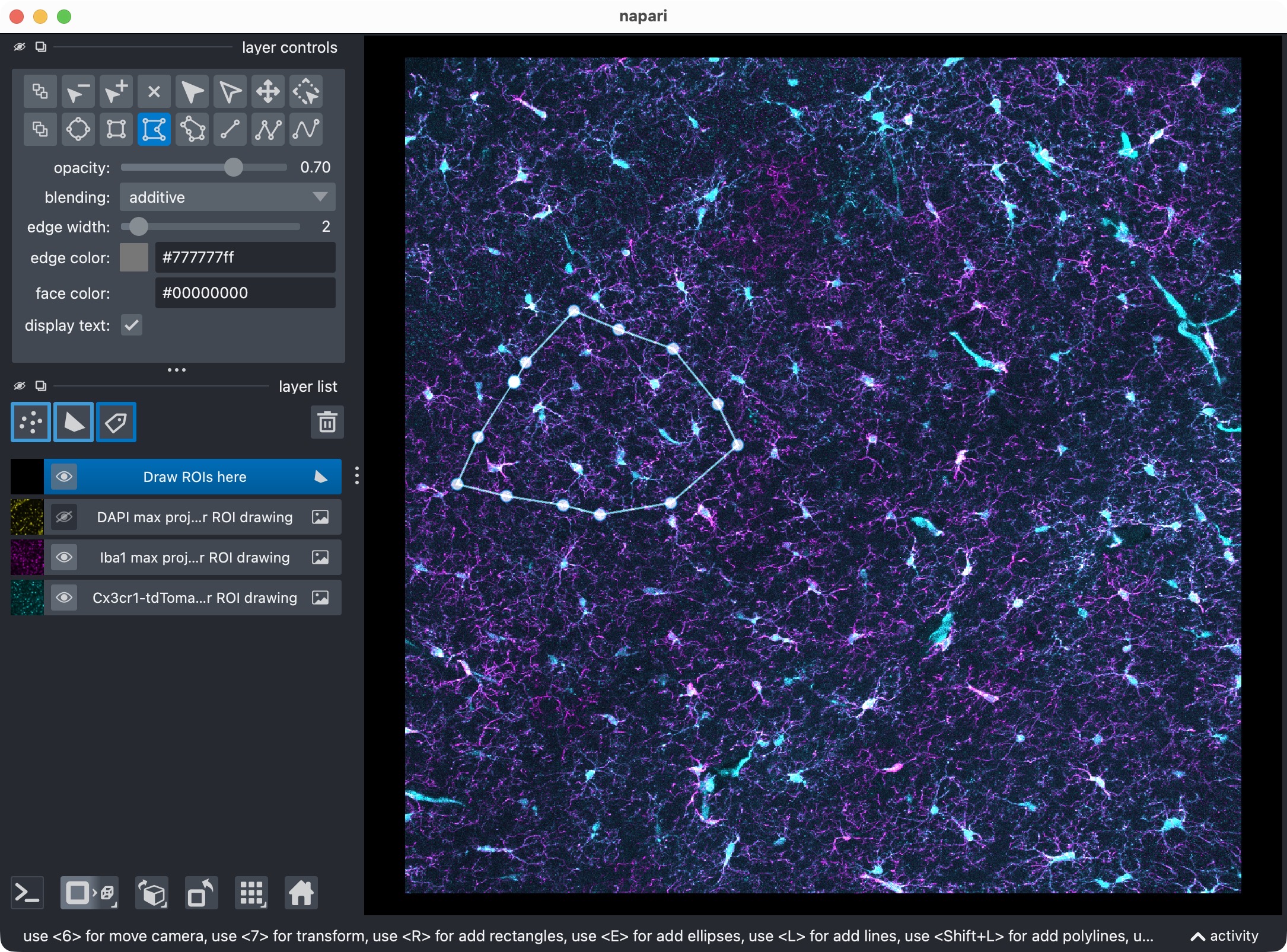 Napari viewer showing the raw image channels and the shape layer for ROI drawing, with one drawn ROI.