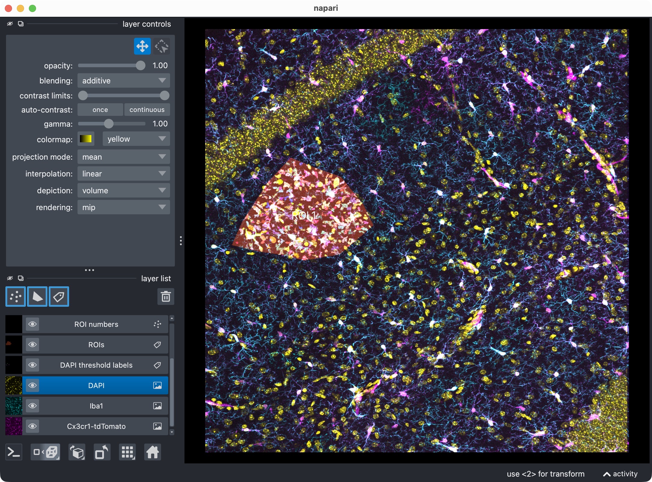 3D multi-channel image stack of hippocampal CA1 tissue, showing microglia, Iba1, and DAPI channels in napari, along with their segmented label layers and ROI labels.