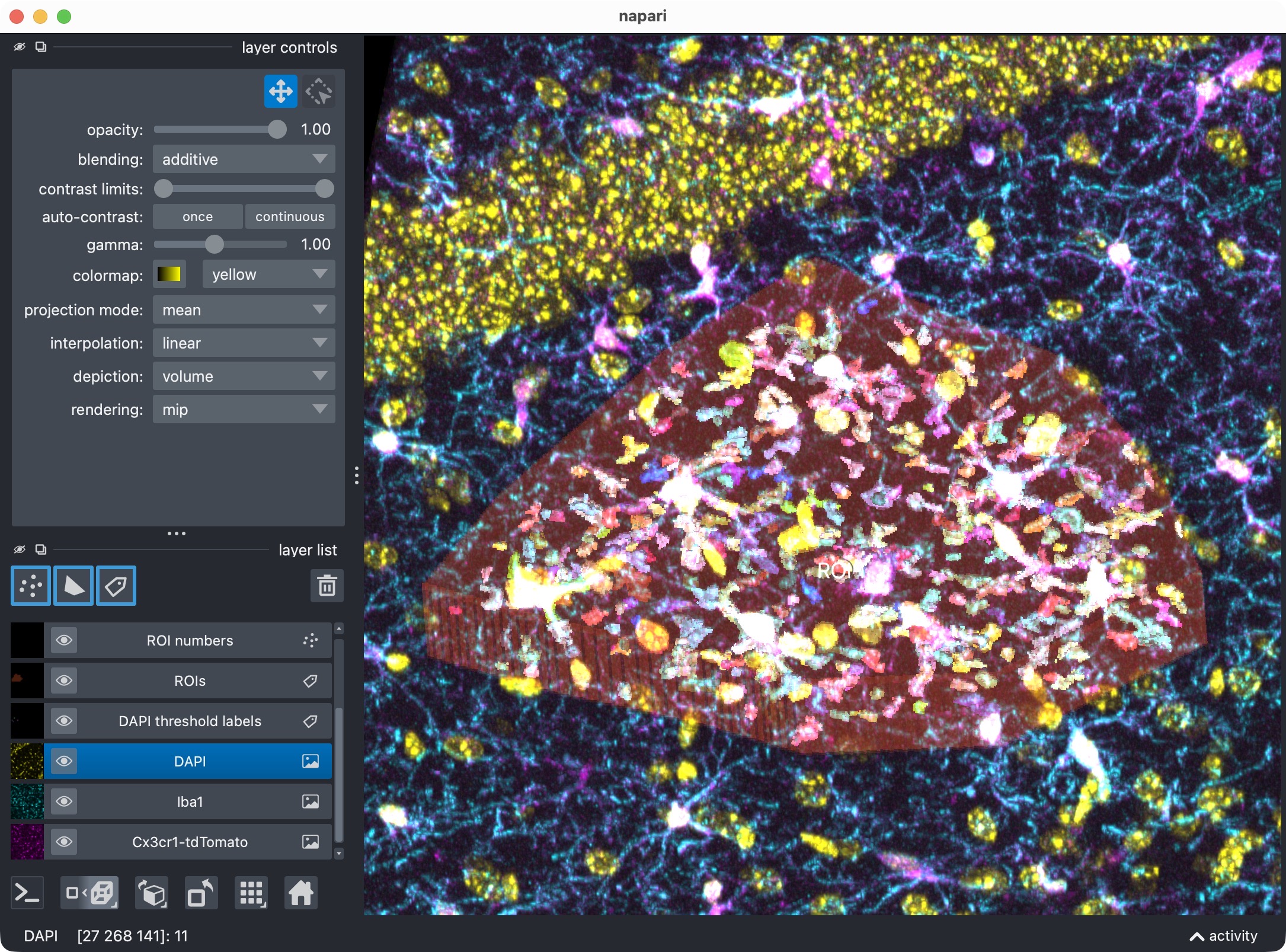 Zoom onto the analyzed ROI, showing all channels and their segmented label layers.