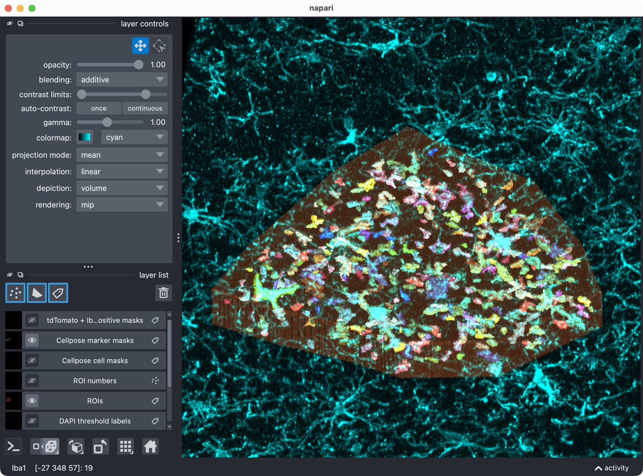 Zoom onto the analyzed ROI, showing the marker channel and its segmented label layer.