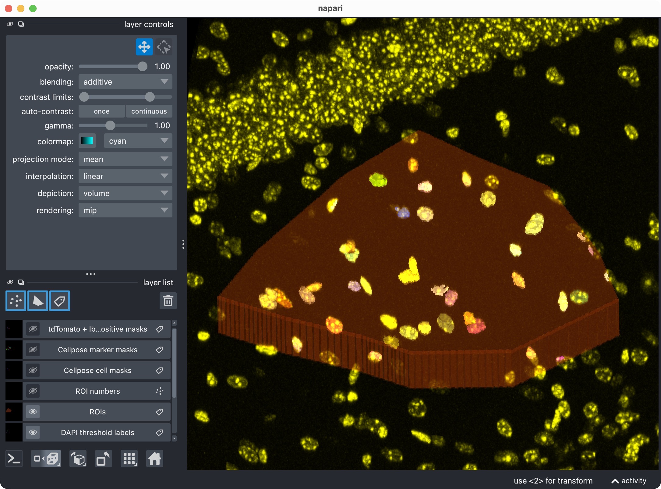 Zoom onto the analyzed ROI, showing the optional third channel and its segmented label layer.