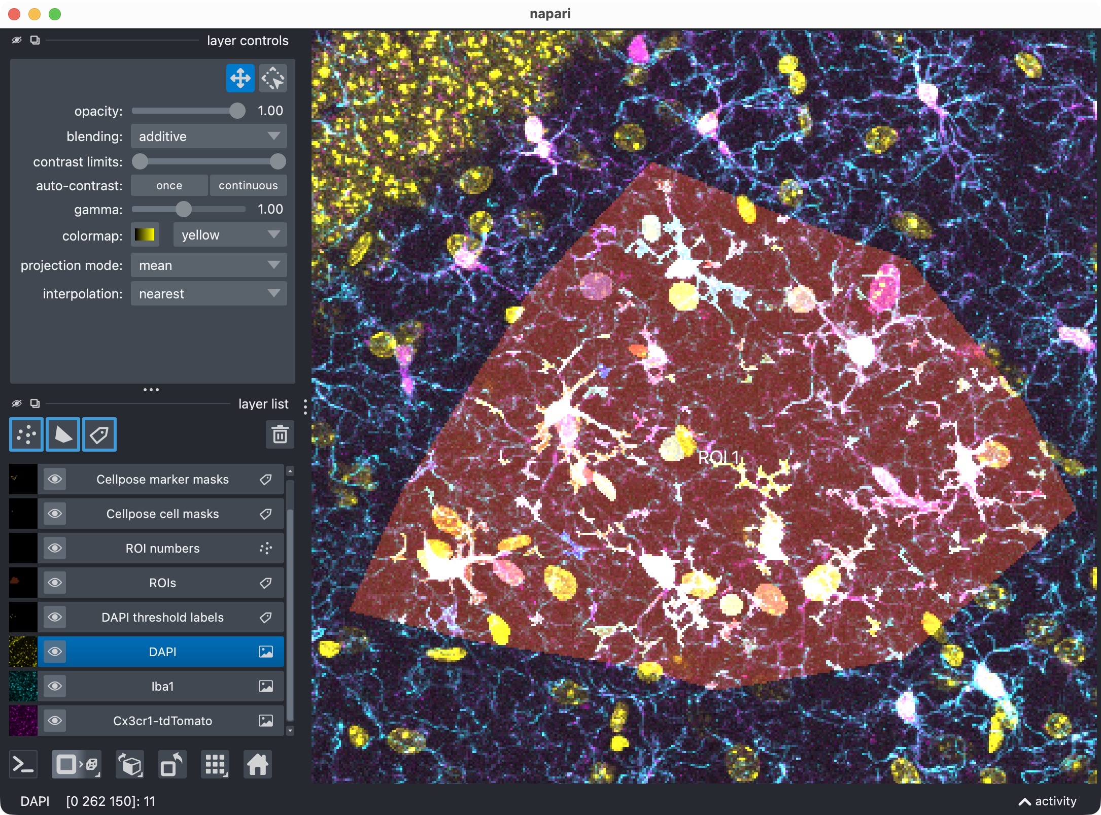 Zoom onto the analyzed ROI, showing all channels and their segmented label layers.
