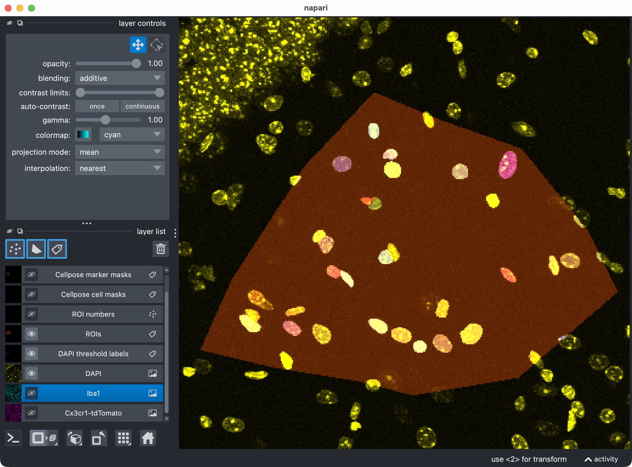 Zoom onto the analyzed ROI, showing the optional third channel and its segmented label layer.