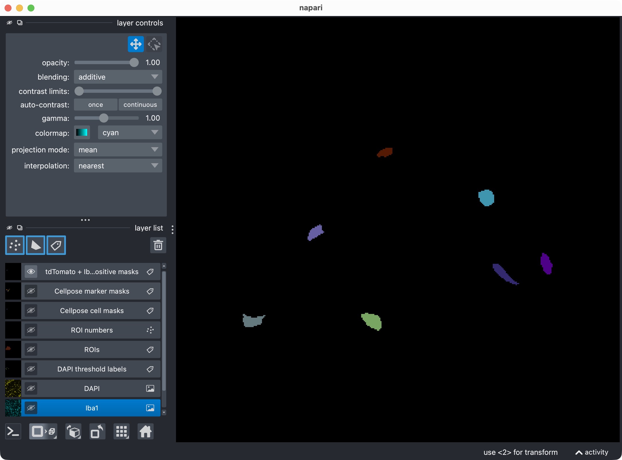 Microglia segmentation layer, including only cells that are both Iba1-positive and DAPI-positive.