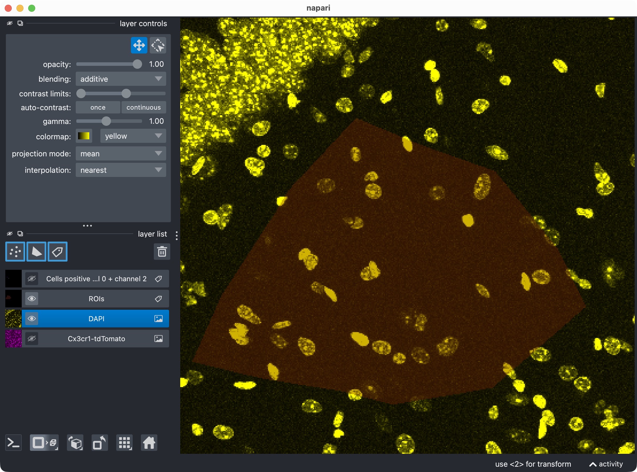 The DAPI channel only.