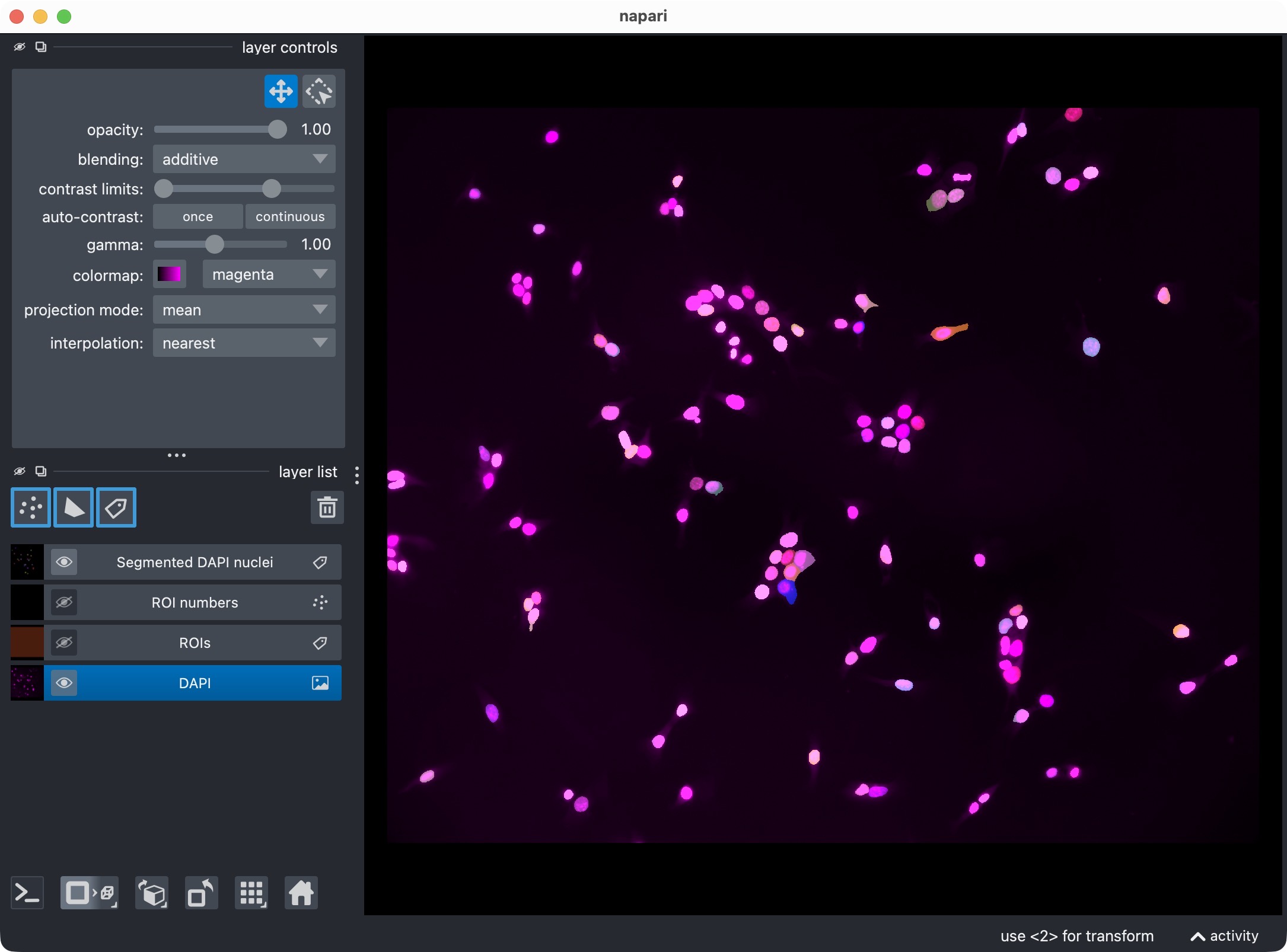 The DAPI channel with the segmented nuclei overlaid as a label layer.