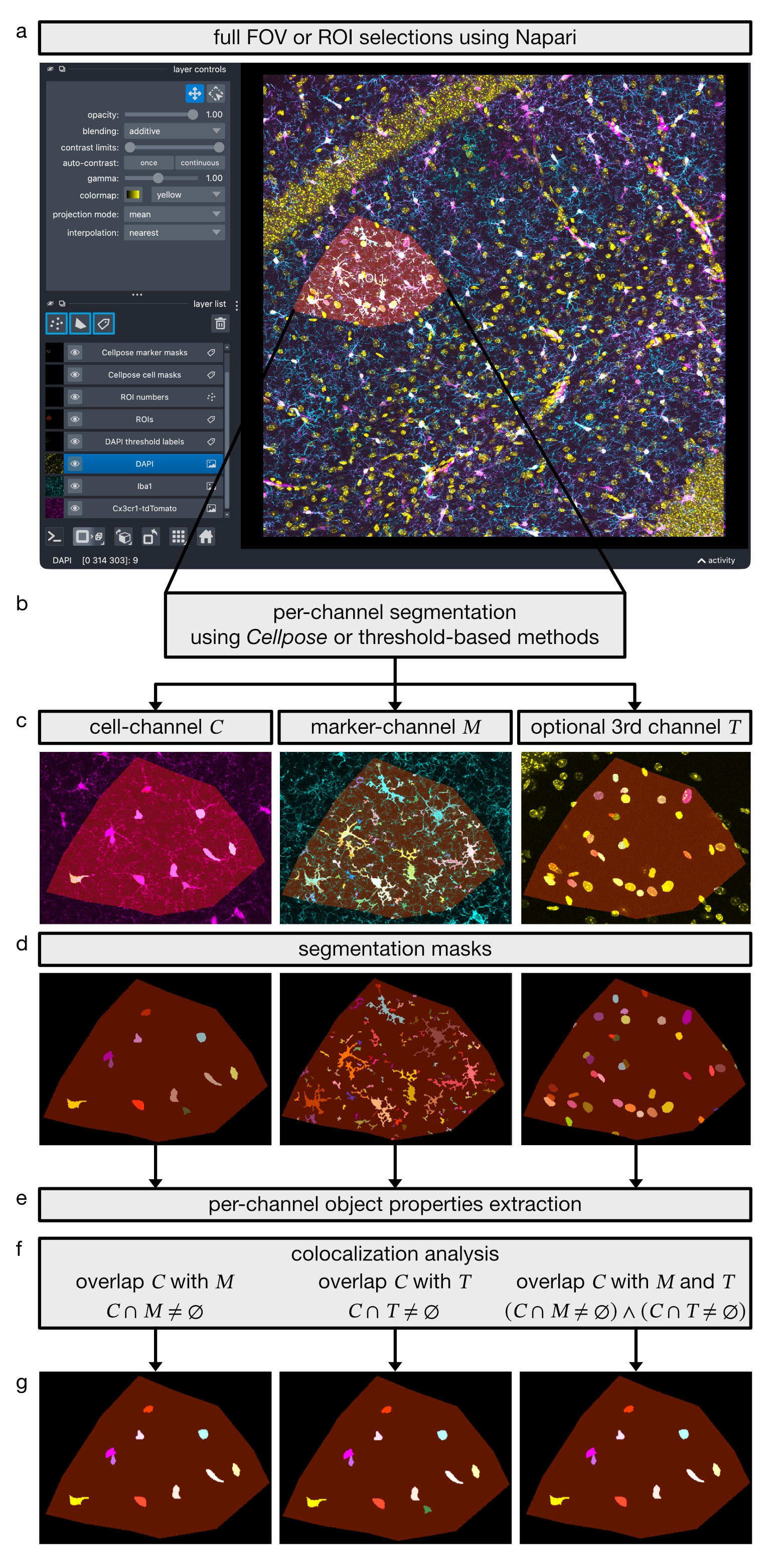 Figure 1. CellColoc workflow for object-based multi-channel colocalization analysis in microscopy images