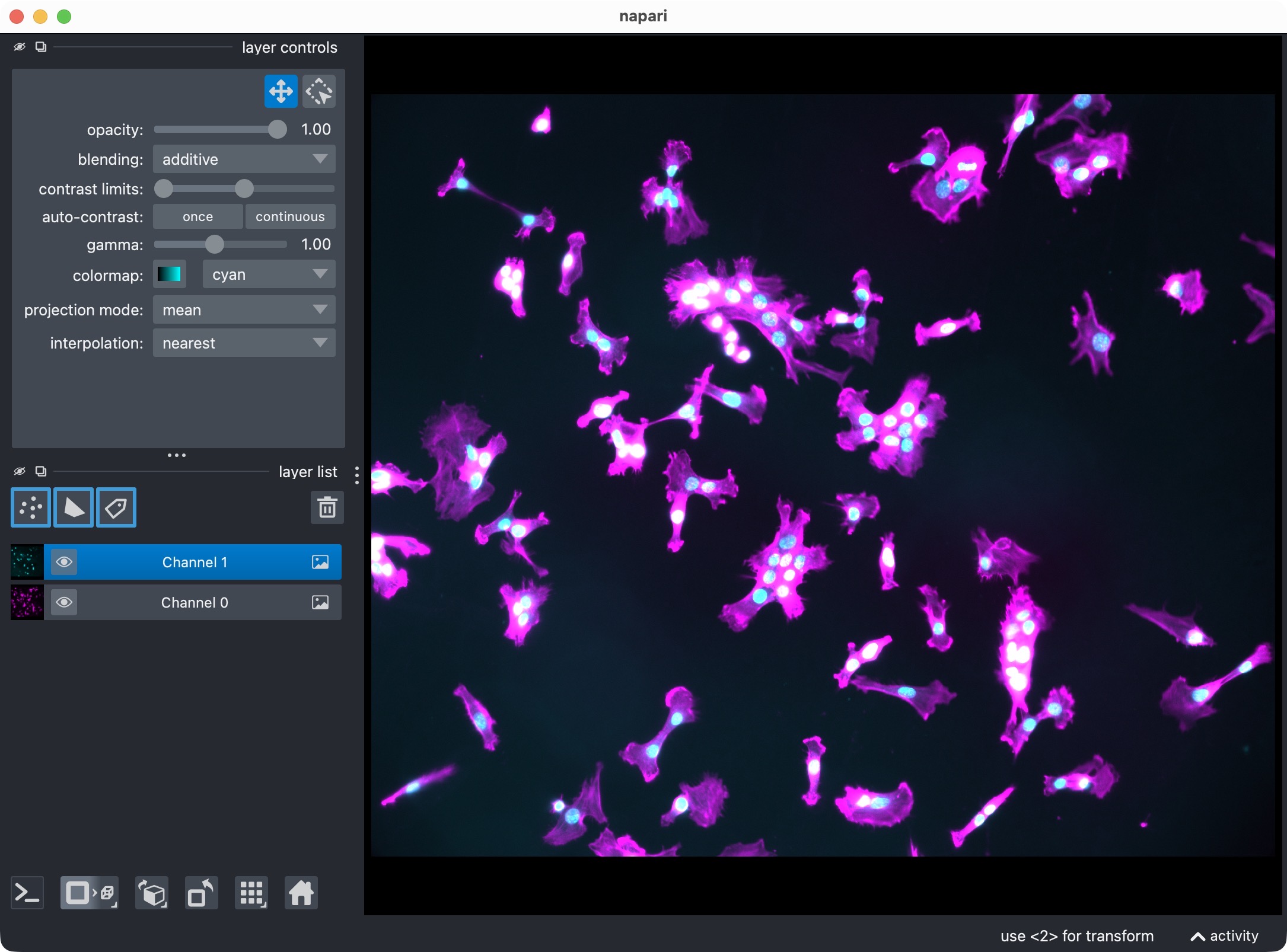 The DAPI-stained nuclei example dataset shown in napari with the two channels.