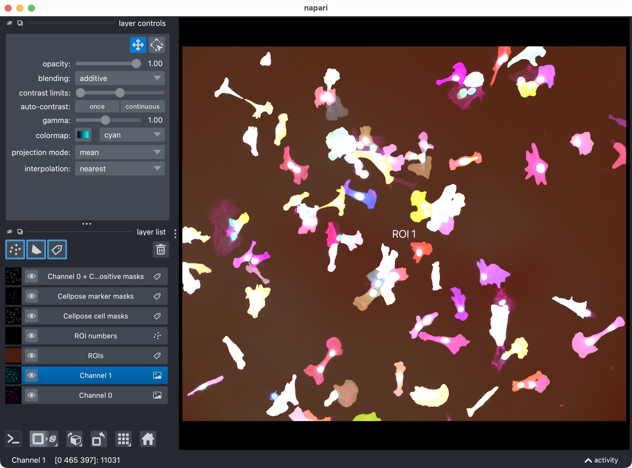 Segmentation and colocalization results shown in napari with the original channels, ROI labels, segmented cell masks, segmented marker masks, and positive-cell mask.