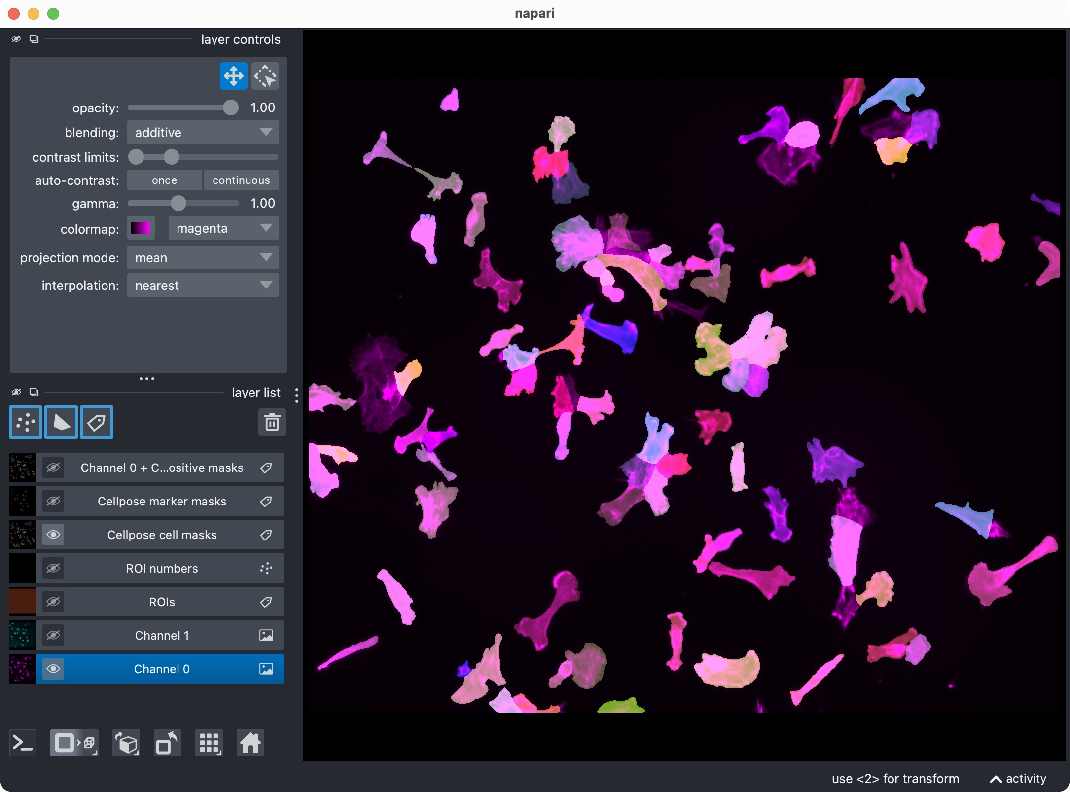 Segmentation result for channel 0 (cell channel) shown in napari together with the original image for reference.