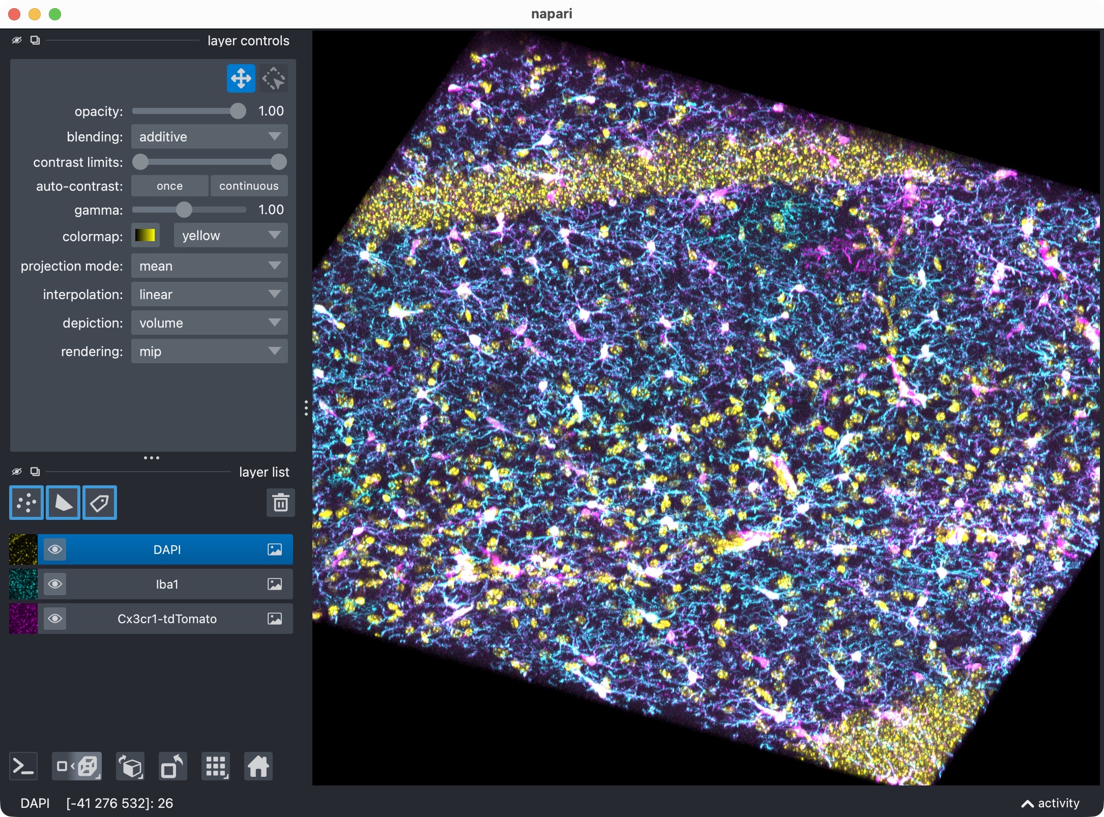 3D multi-channel image stack of hippocampal CA1 tissue, showing microglia, Iba1, and DAPI channels in napari.
