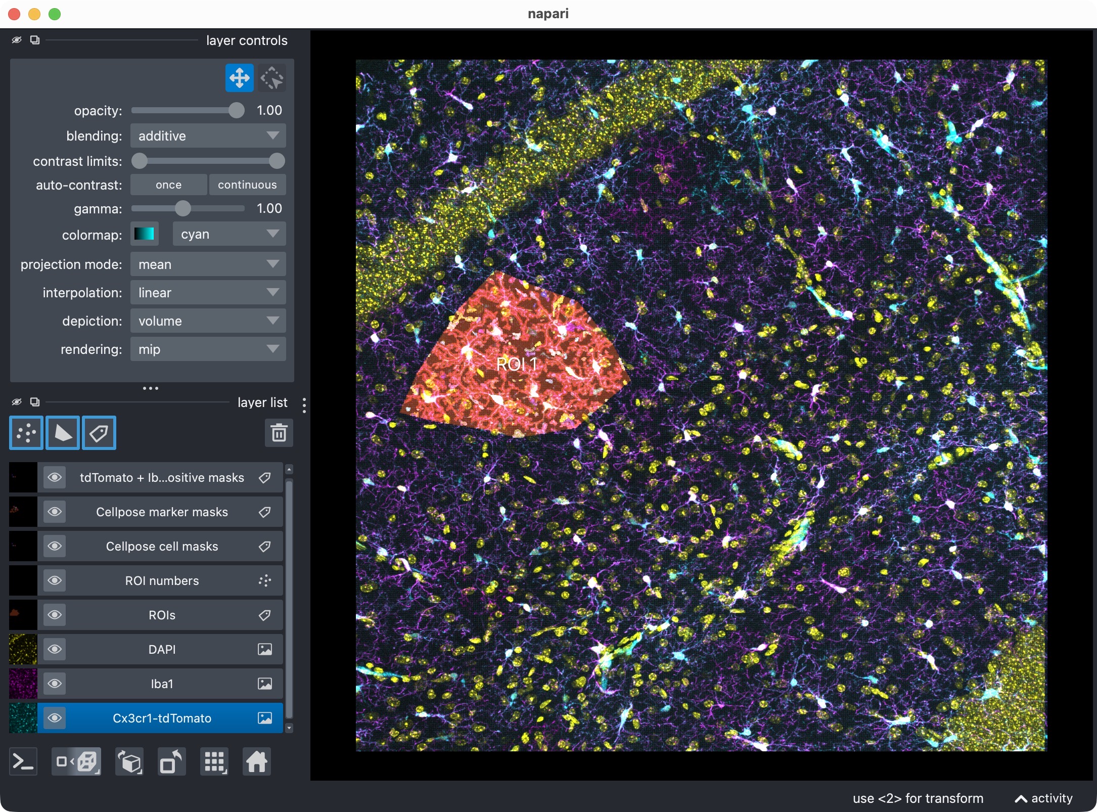Napari viewer showing the raw image channels together with the derived label layers for ROIs, cell masks, marker masks, and positive-cell masks.
