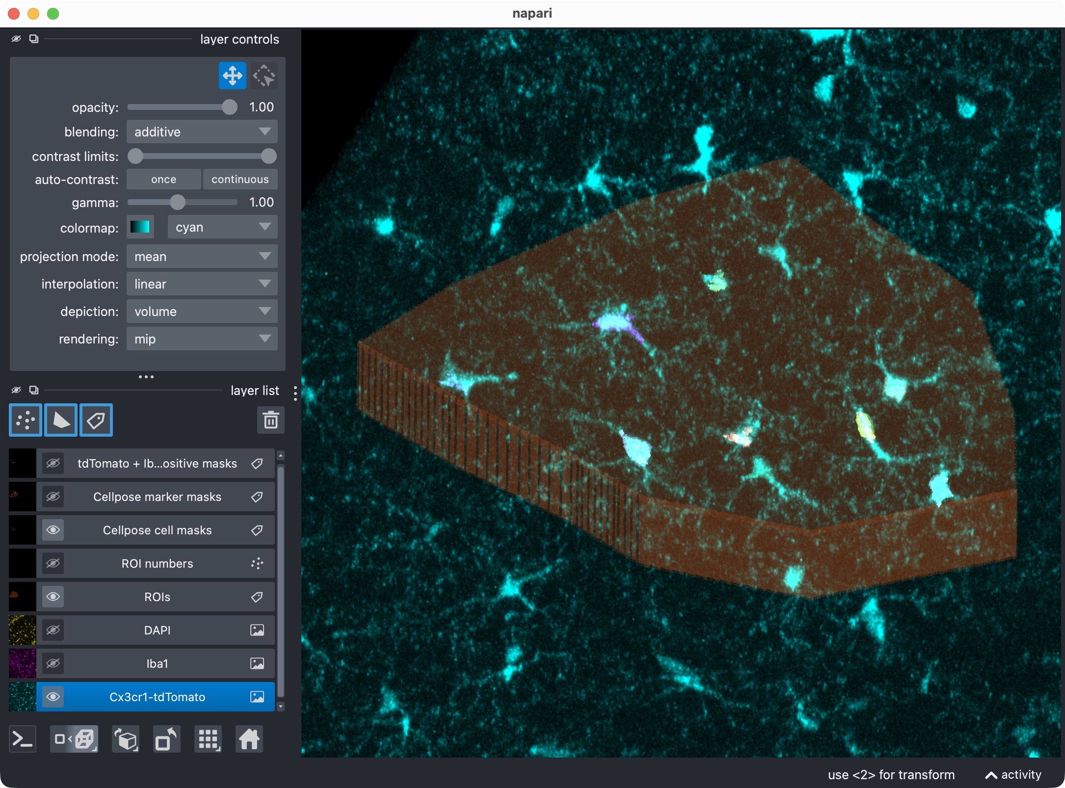 Napari viewer showing the raw image channels together with the derived label layers for ROIs, cell masks, marker masks, and positive-cell masks.