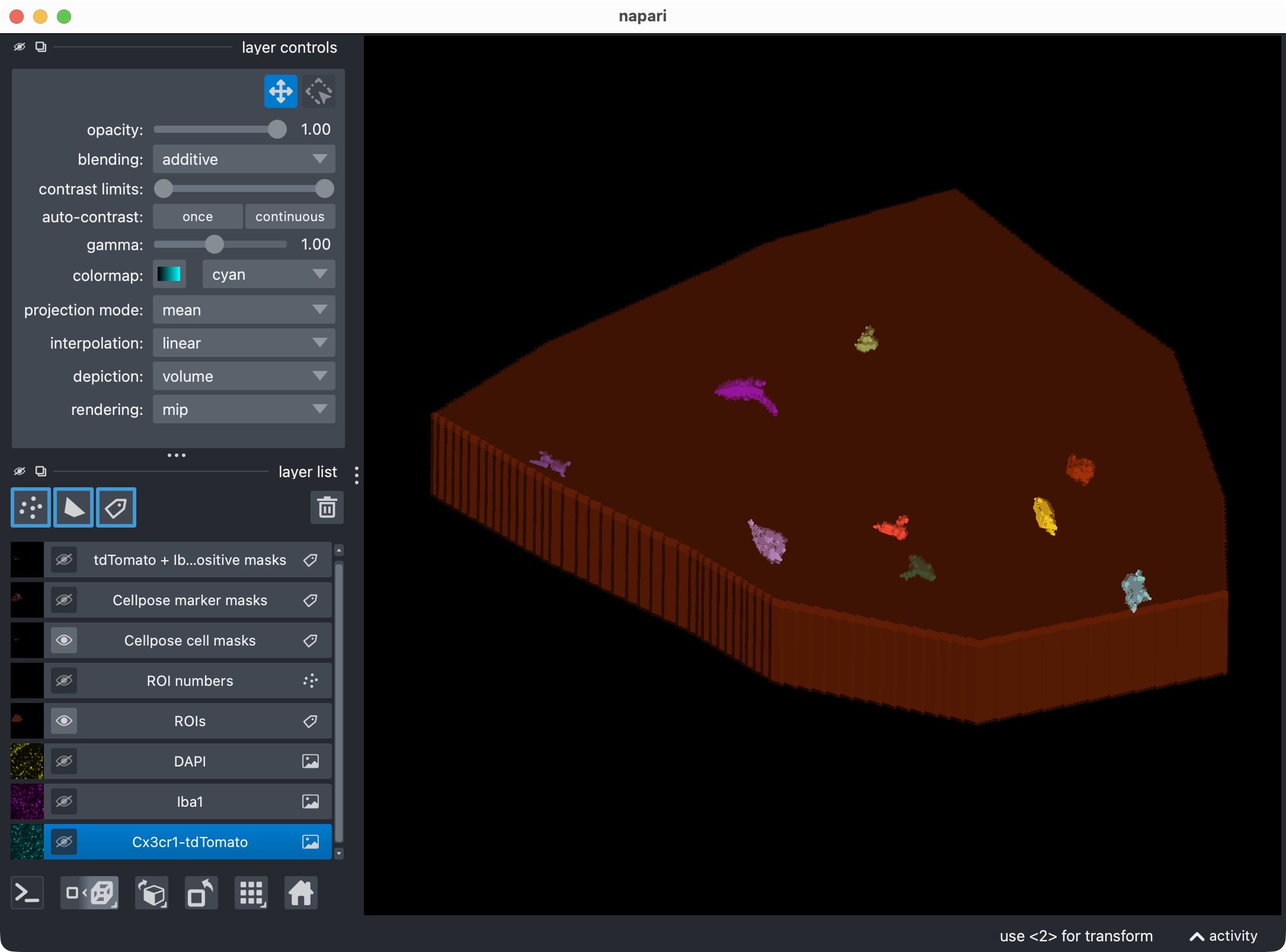 Napari viewer showing the raw image channels together with the derived label layers for ROIs, cell masks, marker masks, and positive-cell masks.