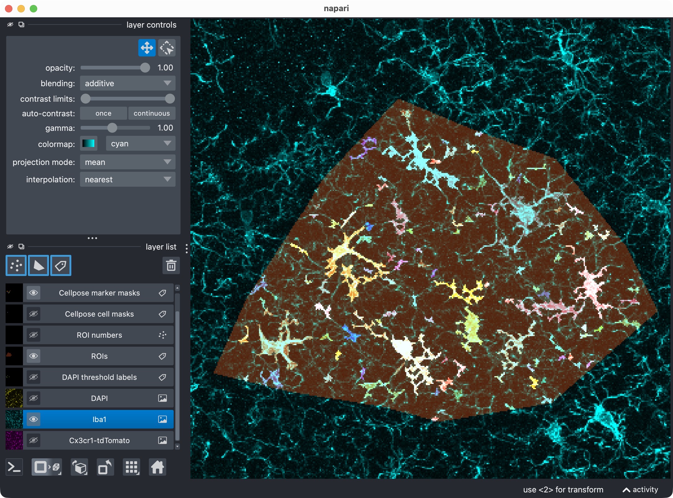 Zoom onto the analyzed ROI, showing the marker channel and its segmented label layer.